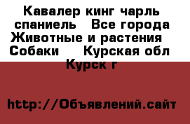 Кавалер кинг чарль спаниель - Все города Животные и растения » Собаки   . Курская обл.,Курск г.